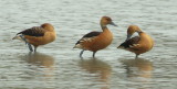 Santa Ana NWR Fulvous Whistling-Duck 01
