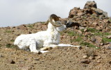 Dall Sheep.JPG