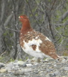 Willow Ptarmigan.JPG