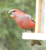 Pine Grosbeak 4.JPG