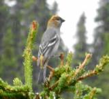 Pine Grosbeak 5.JPG