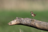 Bluethroat (Blauwborst)