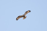 Rough-legged Buzzard (Ruigpootbuizerd)