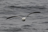 Northern Fulmar (Noordse Stormvogel)