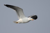 Lesser Black-backed Gull (Kleine Mantelmeeuw)