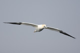 Northern Gannet (Jan-van-gent)