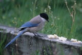 Azure-winged Magpie (Blauwe Ekster)