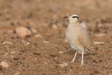 Cream-coloured Courser (Renvogel)