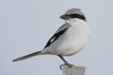 Canary Islands Grey Shrike (Canarische Klapekster)