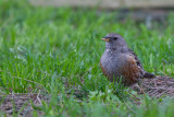 Alpine Accentor (Alpenheggemus)