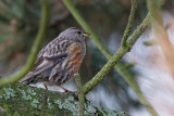 Alpine Accentor (Alpenheggemus)