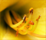 Pollen Daylily