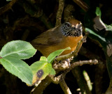 Rufous-breasted Wren