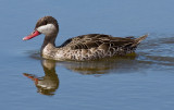 Red-billed Duck, aka Red-billed Teal