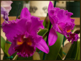 9245.Orchids