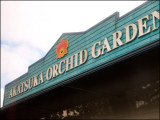 9258.Akatsuka Orchid<br> Gardens