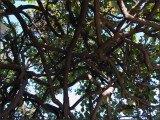 9608.Tangled Tree<br>It gave great shade!