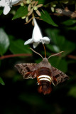 DSC_4007-2.jpg