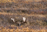 Peek a moose!!