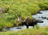 Campbell Creek moose
