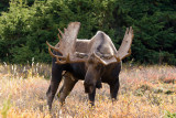 Angry moose!