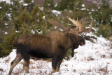 Winter moose