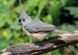 Tufted Titmouse