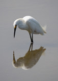 Egret reflections