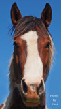 MAH NAME BE HOSS !