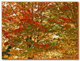 AUTUMN COLORS