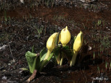 A LITTLE SKUNK CABBAGE, MDEAR ?