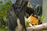 Great Indian Hornbill