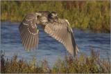 Black-crowned Night-Heron