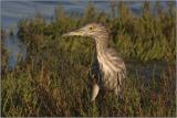 Black-crowned Night-Heron