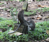 Mandala Wisata Wenara Wana (Sacred Monkey Forest)