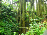 Mandala Wisata Wenara Wana (Sacred Monkey Forest)