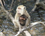 Monkeys by the shore