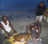 Measuring, tagging and registration of turtles is an important task for tetepares rangers.