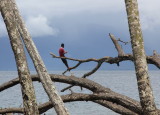 Alotau - Milne Bay