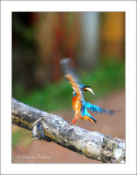 kingfisher-2.jpg