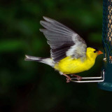 American Finch