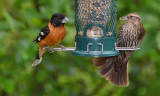 Black-headed Grosbeak & female Red-winged Blackbird