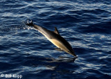 Common Short  Beaked Dolphin,  Gisborne  1