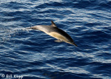 Common Short  Beaked Dolphin,  Gisborne  2