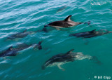 Dusky Dolphins, Kaikoura 2