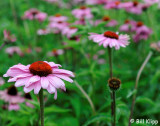 Flowers Centenial Garden, Napier / Hawkes Bay 1