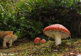 Mushrooms,   Ulva Island  1