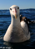 Wandering Albatross,  Kaikoura  1