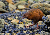 Weka,  Ulva Island   1