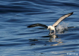White Capped Albatross Kaikoura 4.JPG